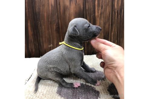 成約済の愛知県のイタリアングレーハウンド(イタグレ)-171351の4枚目