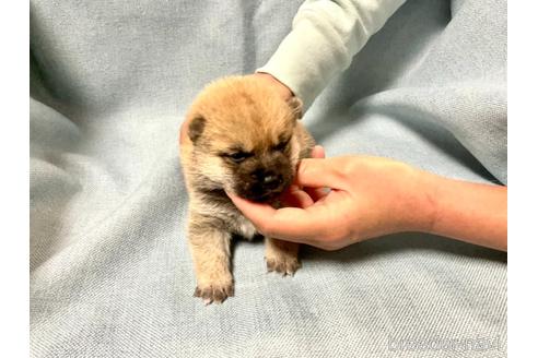 成約済の奈良県の豆柴-171363の6枚目
