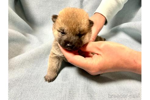 成約済の奈良県の豆柴-171364の4枚目