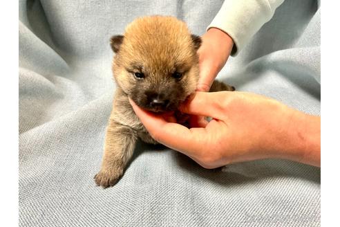 成約済の奈良県の豆柴-171364の1枚目