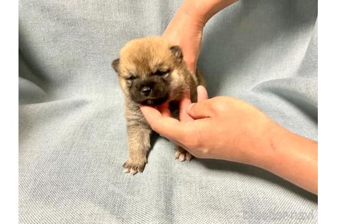 成約済の奈良県の豆柴-171365の5枚目