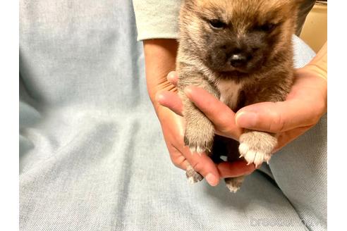 成約済の奈良県の豆柴-171365の2枚目