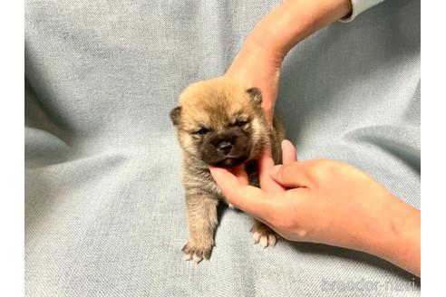 成約済の奈良県の豆柴-171365の3枚目