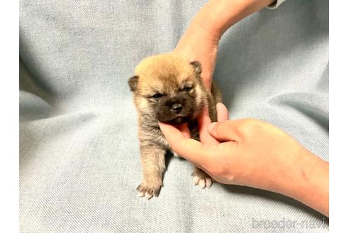 成約済の奈良県の豆柴-171365の1枚目