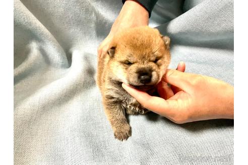 成約済の奈良県の豆柴-171367の4枚目