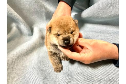 成約済の奈良県の豆柴-171367の5枚目