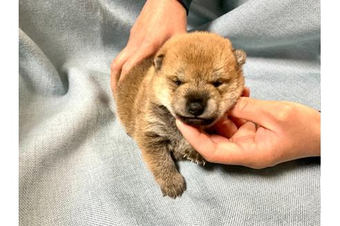 成約済の奈良県の豆柴-171367の1枚目
