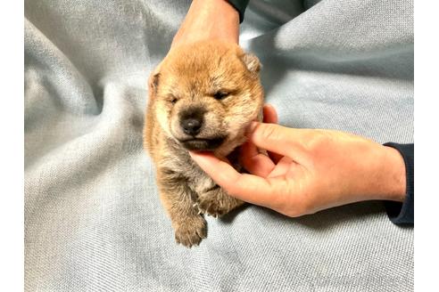 成約済の奈良県の豆柴-171367の2枚目