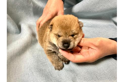 成約済の奈良県の豆柴-171367の3枚目