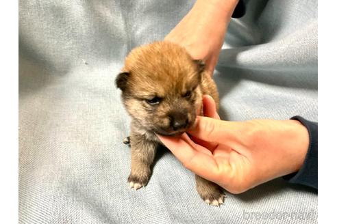 成約済の奈良県の豆柴-171368の5枚目