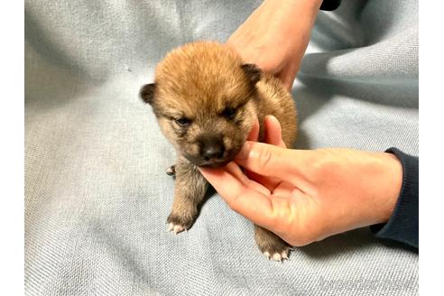 成約済の奈良県の豆柴-171368の2枚目