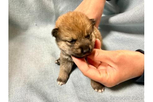 成約済の奈良県の豆柴-171368の4枚目