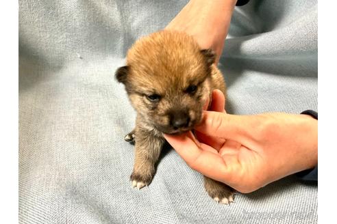 成約済の奈良県の豆柴-171368の1枚目