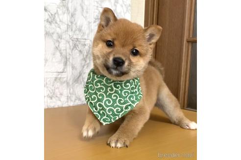 成約済の茨城県の豆柴-168123の1枚目