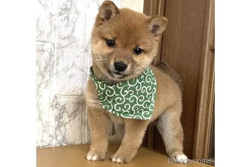 成約済の茨城県の豆柴-168123の4枚目