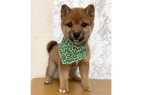 成約済の茨城県の豆柴-168124の3枚目