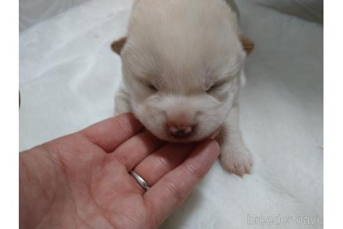 成約済の北海道の柴犬-171412の1枚目