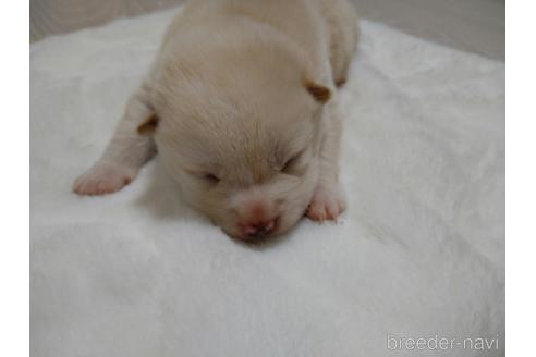 成約済の北海道の柴犬-171412の6枚目