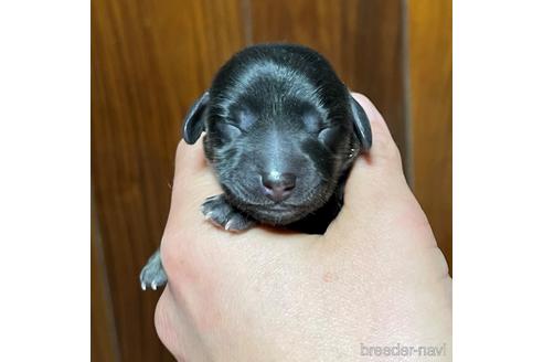 成約済の福岡県のミニチュアダックスフンド(ロングヘアード)-171414の9枚目