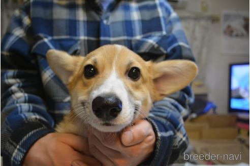 成約済の栃木県のウェルシュコーギーペンブローク-171418の1枚目