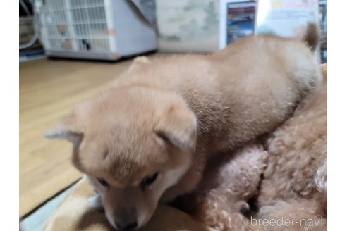成約済の千葉県の柴犬-166417の3枚目