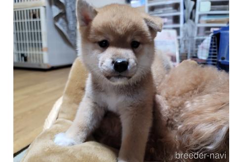 成約済の千葉県の柴犬-166417の4枚目