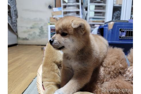 成約済の千葉県の柴犬-166417の2枚目