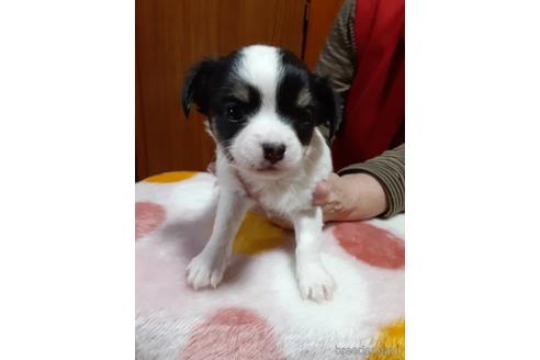 成約済の愛媛県のチワワ(ロングコート)-171447の1枚目