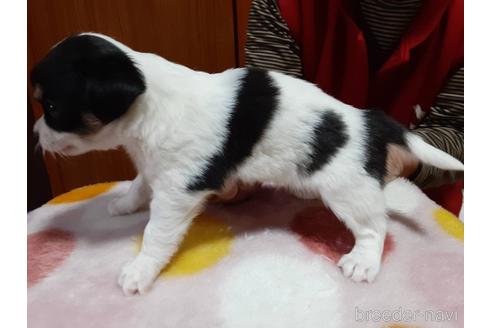 成約済の愛媛県のチワワ(ロングコート)-171447の3枚目