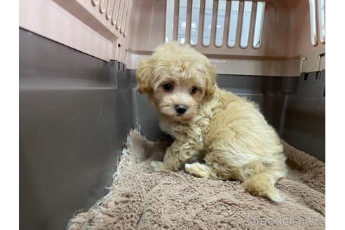 成約済の愛媛県のマルプー:マルチーズ×トイプードル-171456