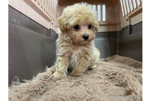 成約済の愛媛県のマルプー:マルチーズ×トイプードル-171456の2枚目