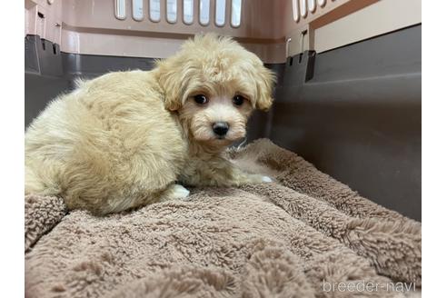 成約済の愛媛県のマルプー:マルチーズ×トイプードル-171456の3枚目