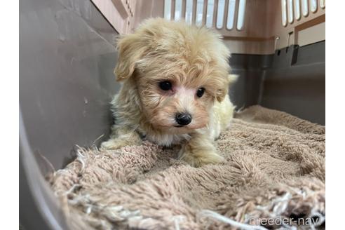 成約済の愛媛県のマルプー:マルチーズ×トイプードル-171457