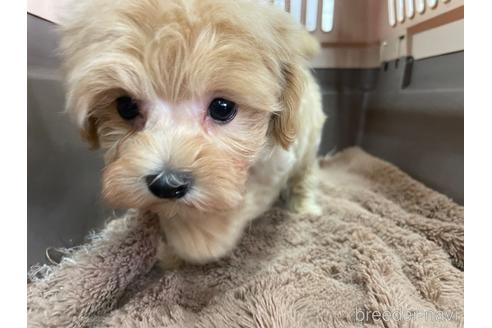 成約済の愛媛県のマルプー:マルチーズ×トイプードル-171457の3枚目