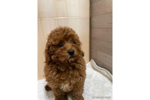 成約済の岡山県のトイプードル-171476の1枚目
