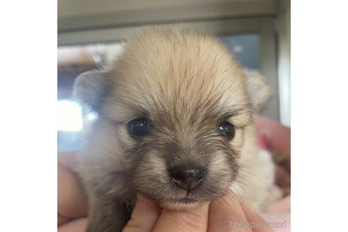 成約済の北海道のポメラニアン-171483の1枚目