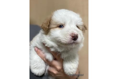 成約済の東京都のボーダーコリー-171487の6枚目