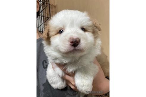 成約済の東京都のボーダーコリー-171487の7枚目