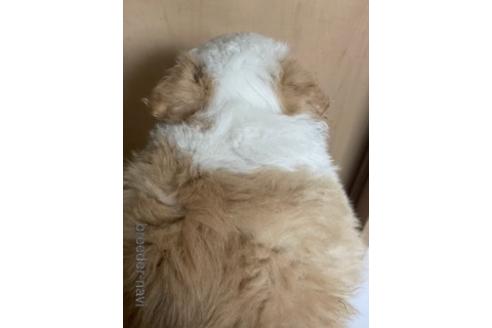 成約済の東京都のボーダーコリー-171487の9枚目