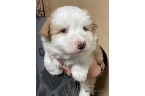 成約済の東京都のボーダーコリー-171487の10枚目