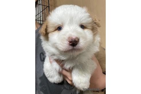 成約済の東京都のボーダーコリー-171487の12枚目