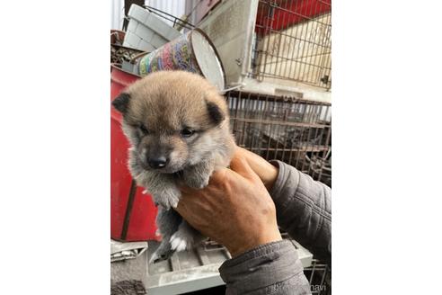 成約済の広島県の柴犬-169574の4枚目