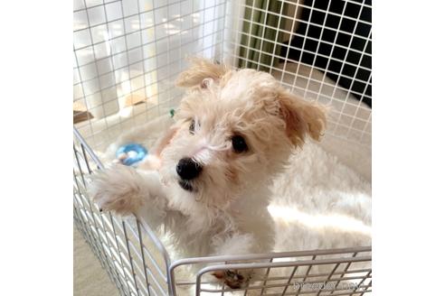 成約済の東京都のミックス犬-161295の50枚目