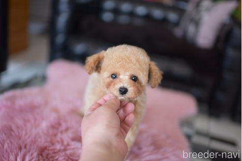 成約済の茨城県のタイニープードル-168676