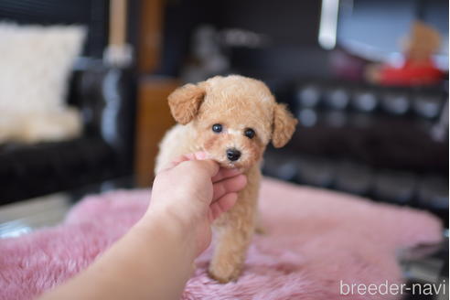成約済の茨城県のタイニープードル-168676の6枚目