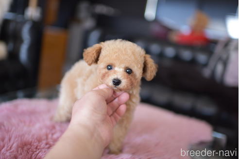 成約済の茨城県のタイニープードル-168676の5枚目