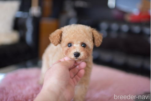成約済の茨城県のタイニープードル-168676の4枚目