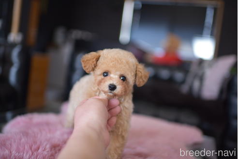 成約済の茨城県のタイニープードル-168676の3枚目