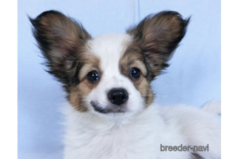 成約済の千葉県のパピヨン-167400の2枚目