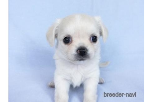 成約済の千葉県のチワワ(ロングコート)-171504の4枚目